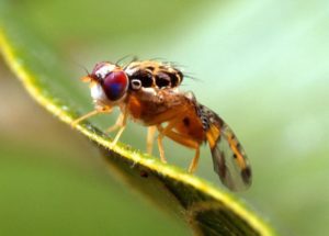 Fruitfly malware